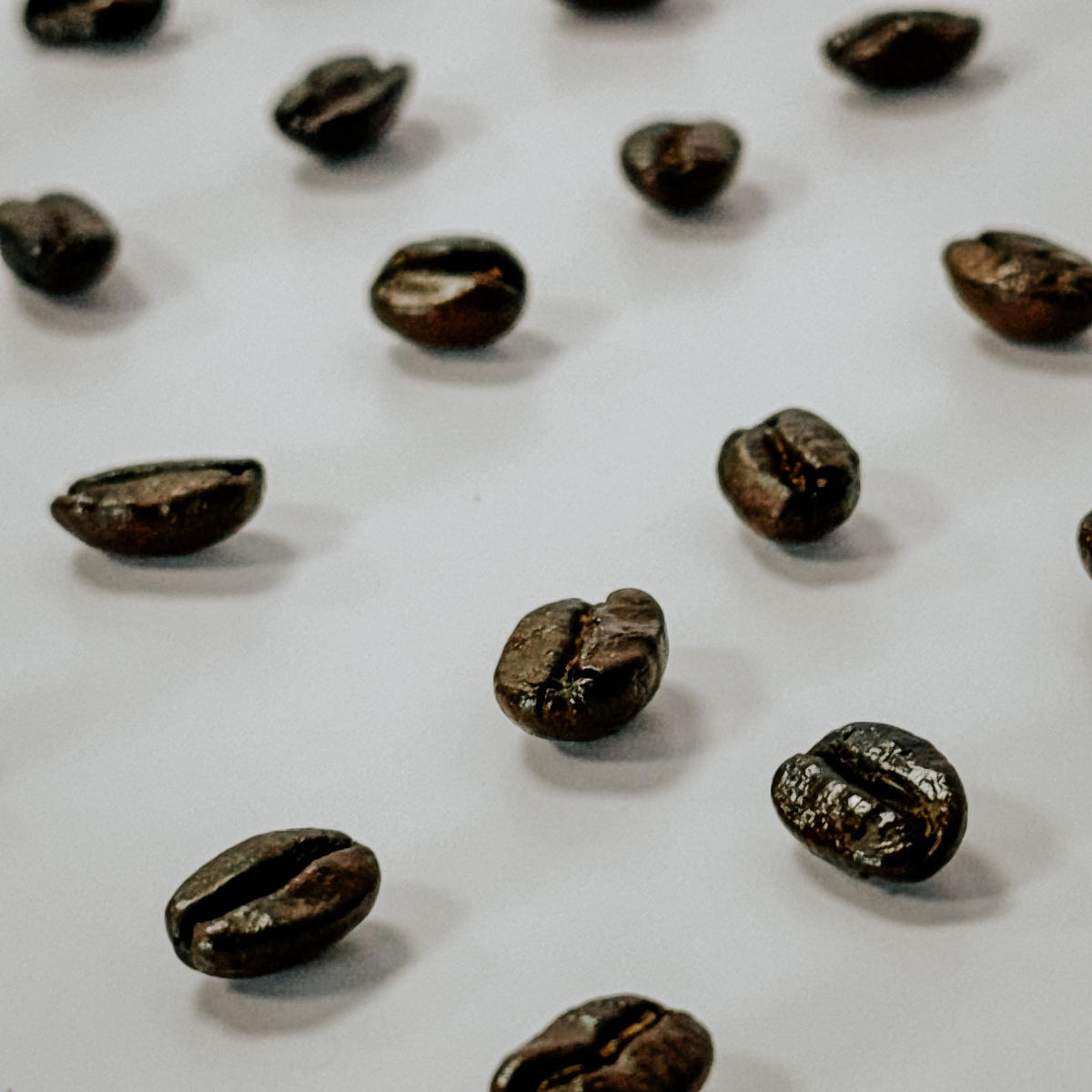 Kinos Coffee - Timber Dark Roast, Mexican Chiapas Beans, Premium SHG EP Arabica Blend - 12 oz